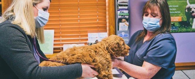  Discover Exceptional Veterinary Care at Knollwood Hospital for Pets: Your Trusted Partner in Pet Health