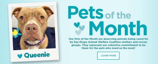  Unlock Amazing Savings with Centinela Pet Coupons: Your Guide to Affordable Pet Care